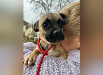 Latte, geboren 22.10.2025, 29cm sucht ihre Chance