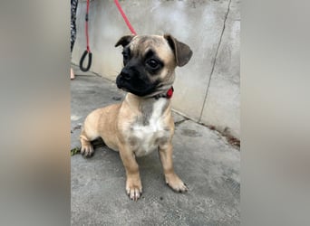 Latte, geboren 22.10.2025, 29cm sucht ihre Chance