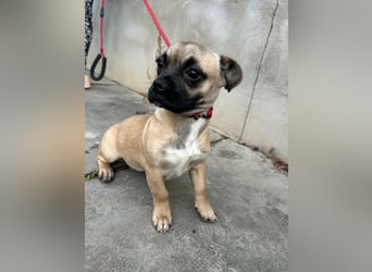 Latte, geboren 22.10.2025, 29cm sucht ihre Chance