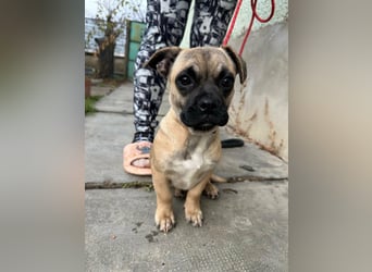 Latte, geboren 22.10.2025, 29cm sucht ihre Chance