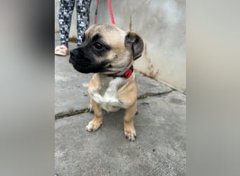 Latte, geboren 22.10.2025, 29cm sucht ihre Chance