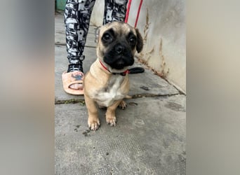 Latte, geboren 22.10.2025, 29cm sucht ihre Chance