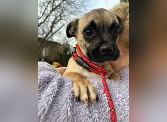 Latte, geboren 22.10.2025, 29cm sucht ihre Chance