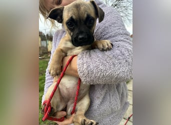 Latte, geboren 22.10.2025, 29cm sucht ihre Chance