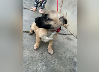 Latte, geboren 22.10.2025, 29cm sucht ihre Chance