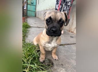 Latte, geboren 22.10.2025, 29cm sucht ihre Chance