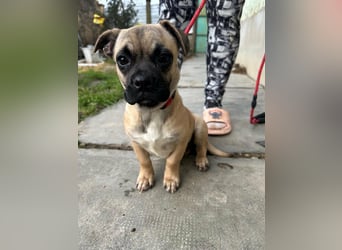 Latte, geboren 22.10.2025, 29cm sucht ihre Chance