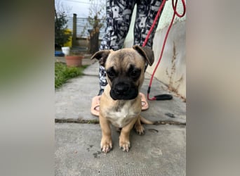 Latte, geboren 22.10.2025, 29cm sucht ihre Chance