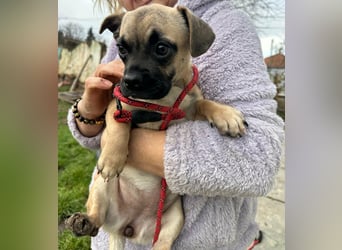 Latte, geboren 22.10.2025, 29cm sucht ihre Chance