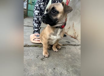 Latte, geboren 22.10.2025, 29cm sucht ihre Chance