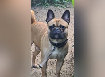 Sportlicher Frops  Rüde (Franz. Bulldogge + Mops)
