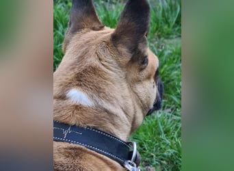Sportlicher Frops  Rüde (Franz. Bulldogge + Mops)