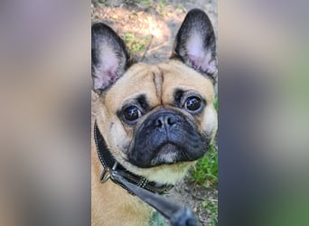 Sportlicher Frops  Rüde (Franz. Bulldogge + Mops)