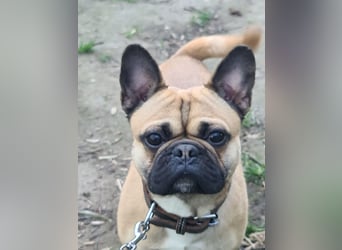 Sportlicher Frops  Rüde (Franz. Bulldogge + Mops)
