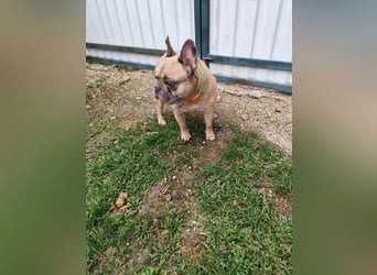 ARCI - das süße Männlein ist im Tierheim sehr traurig und wartet auf ein neues Zuhause