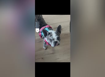 CLOE - die süße Maus sucht ein liebevolles Für-Immer Zuhause!