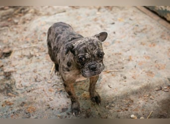 FRANKA - wer zeigt der süßen Maus wie schön ein Hundeleben sein kann?