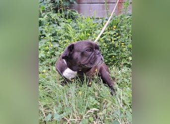 EBBY - eine französische Bulldogge