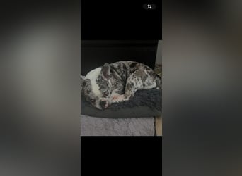 CLOE - die süße Maus sucht ein liebevolles Für-Immer Zuhause!