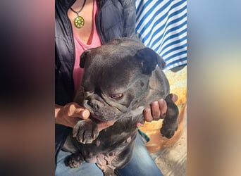 BERTA - die dankbare und anhängliche Hündin freut sich auf Menschen, die sie lieb haben!