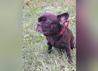 AMALIE - eine französische Bulldogge