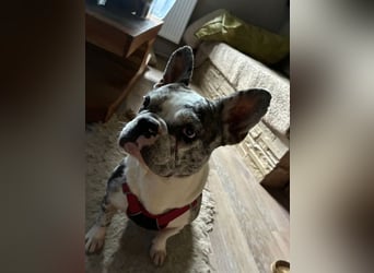 CLOE - Blind?! Was soll´s! Ich hab ja meinen Menschen!