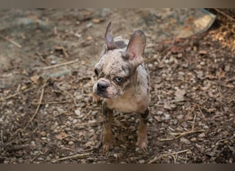 PAULINE - ich träume von einem Zuhause bei Menschen, die mich lieben!