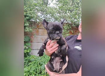 ZOE - ebenfalls eine französische Bulldogge