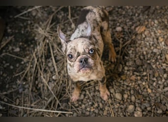 PAULINE - ich träume von einem Zuhause bei Menschen, die mich lieben!
