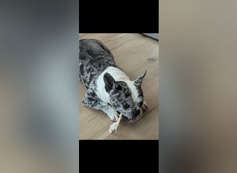 CLOE - die süße Maus sucht ein liebevolles Für-Immer Zuhause!