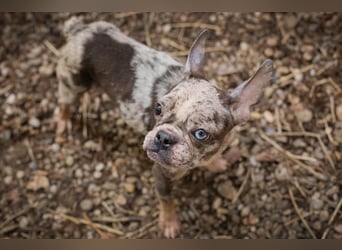 PAULINE - ich träume von einem Zuhause bei Menschen, die mich lieben!