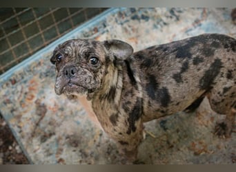 FRANKA - wer zeigt der süßen Maus wie schön ein Hundeleben sein kann?