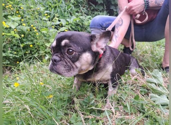 PETUNIA ist eine französische Bulldogge (Mischling)