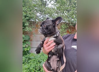 ZOE - ebenfalls eine französische Bulldogge