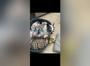 CLOE - die süße Maus sucht ein liebevolles Für-Immer Zuhause!