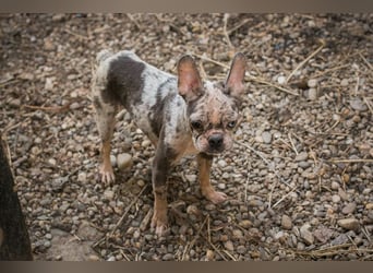 PAULINE - ich träume von einem Zuhause bei Menschen, die mich lieben!