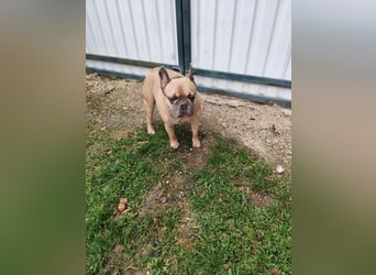 ARCI - das süße Männlein ist im Tierheim sehr traurig und wartet auf ein neues Zuhause