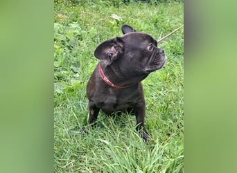 AMALIE - eine französische Bulldogge