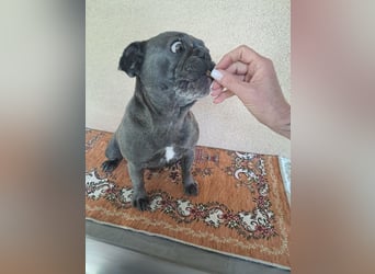 BERTA - die dankbare und anhängliche Hündin freut sich auf Menschen, die sie lieb haben!