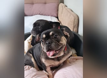 PETUNIA - die fröhliche und neugierige kleine Maus ist ein Fall für Bulldoggenfreunde!