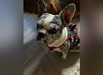 CLOE - Blind?! Was soll´s! Ich hab ja meinen Menschen!