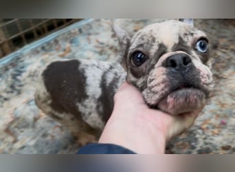 PAULINE - ich träume von einem Zuhause bei Menschen, die mich lieben!