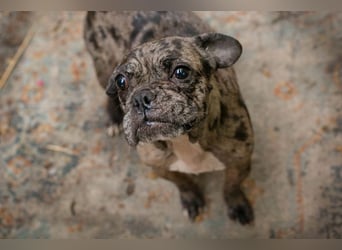 FRANKA - wer zeigt der süßen Maus wie schön ein Hundeleben sein kann?