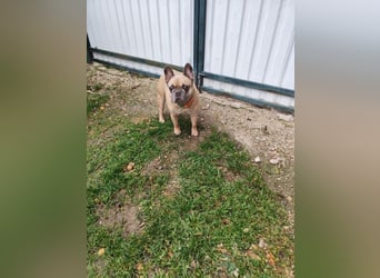 ARCI - das süße Männlein ist im Tierheim sehr traurig und wartet auf ein neues Zuhause