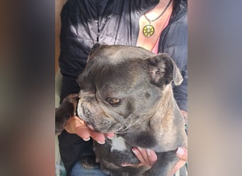BERTA - die dankbare und anhängliche Hündin freut sich auf Menschen, die sie lieb haben!
