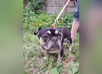PETUNIA ist eine französische Bulldogge (Mischling)