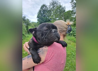 OTTO - das höfliche und liebe Männlein ist ein fröhlicher und treuer Begleiter!