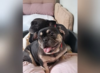 PETUNIA ist eine französische Bulldogge (Mischling)