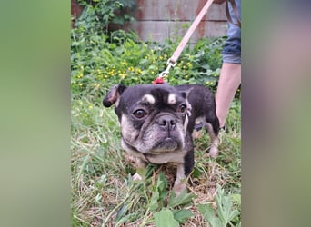 PETUNIA - die fröhliche und neugierige kleine Maus ist ein Fall für Bulldoggenfreunde!