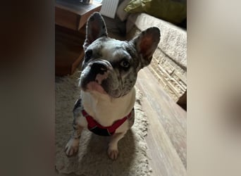 CLOE - Blind?! Was soll´s! Ich hab ja meinen Menschen!